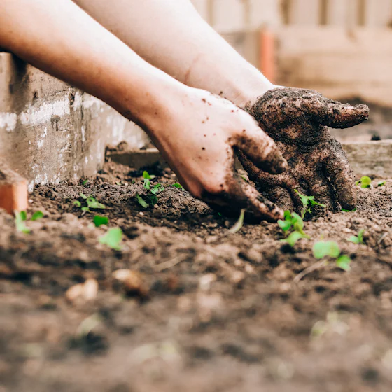 Muddy hands planting seedlings in a raised garden bed